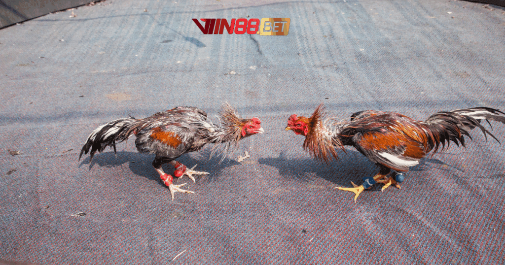 lấy trang đá gà SV388 giá gốc