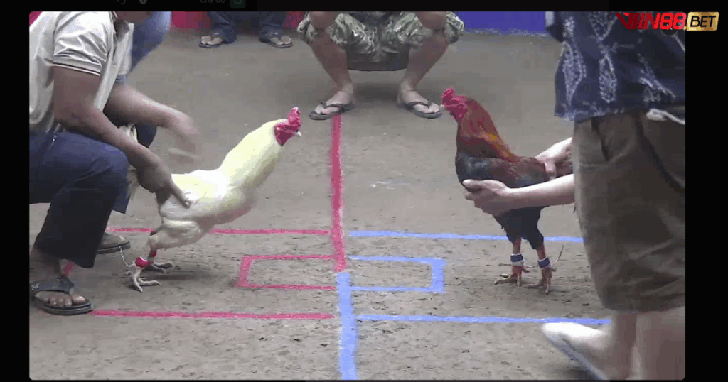 đá gà trực tiếp