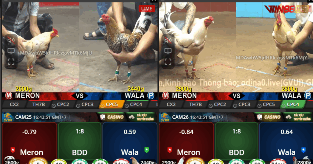 đá gà trực tiếp