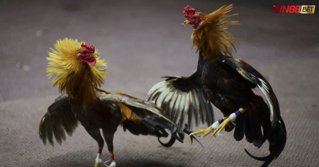 đá gà trực tiếp