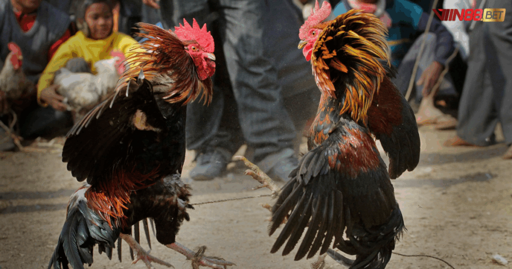 đá gà trực tiếp