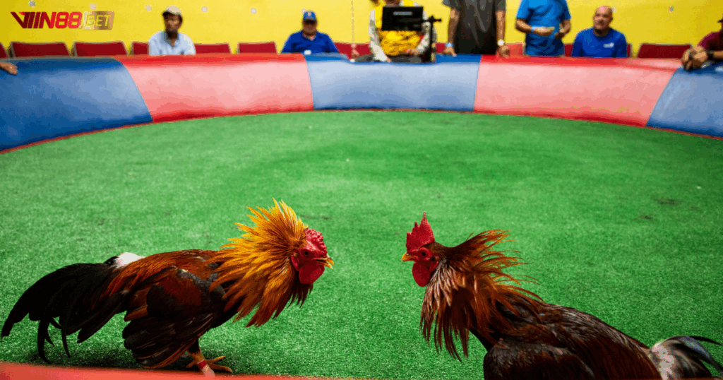 phân phối iGaming