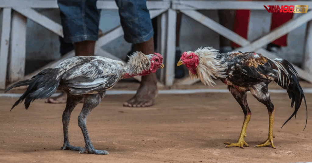 đá gà trực tiếp