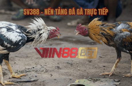 đá gà trực tiếp