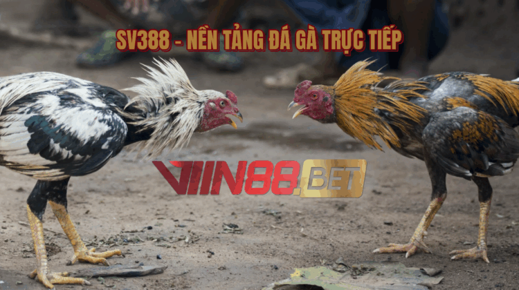 đá gà trực tiếp
