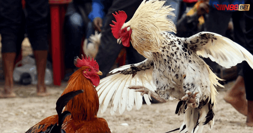 đá gà trực tiếp