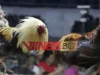 SV388