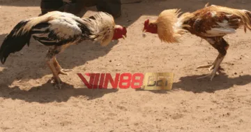 SV388