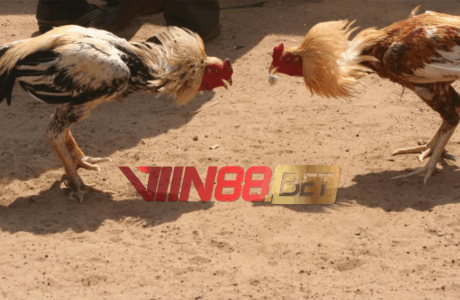 SV388